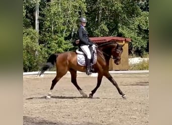 Warmblood eslovaco, Caballo castrado, 5 años, 170 cm, Castaño