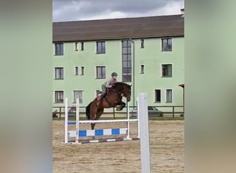 Warmblood eslovaco, Caballo castrado, 5 años, 170 cm, Castaño