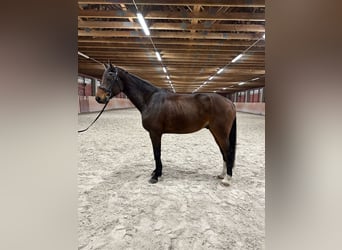 Warmblood eslovaco, Caballo castrado, 5 años, 170 cm, Castaño