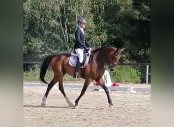 Warmblood eslovaco, Caballo castrado, 5 años, 170 cm, Castaño