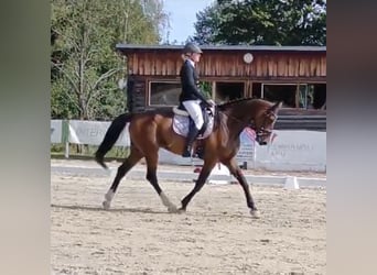 Warmblood eslovaco, Caballo castrado, 5 años, 170 cm, Castaño