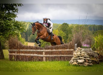 Warmblood eslovaco, Caballo castrado, 5 años, 174 cm, Castaño