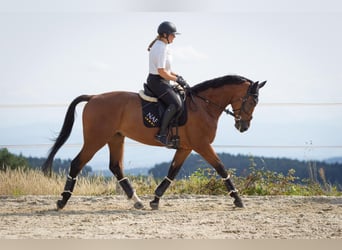 Warmblood eslovaco, Caballo castrado, 5 años, 174 cm, Castaño