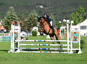 Warmblood eslovaco, Caballo castrado, 6 años, 165 cm, Castaño claro