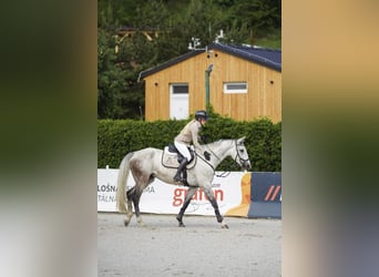 Warmblood eslovaco, Caballo castrado, 6 años, 165 cm, Tordo