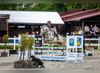 Warmblood eslovaco, Caballo castrado, 6 años, 167 cm, Tordo