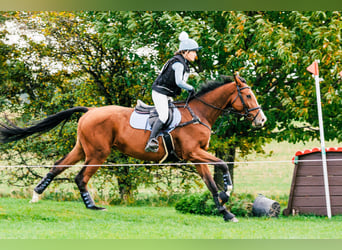 Warmblood eslovaco, Caballo castrado, 6 años, 175 cm, Castaño rojizo