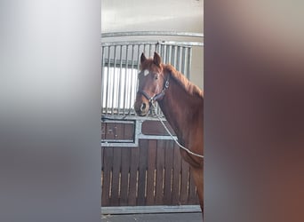 Warmblood eslovaco, Caballo castrado, 7 años, 159 cm, Alazán