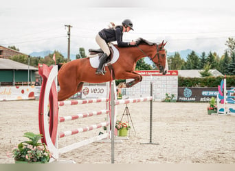 Warmblood eslovaco, Caballo castrado, 7 años, 169 cm, Castaño rojizo