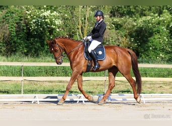 Warmblood eslovaco, Caballo castrado, 7 años, 170 cm, Alazán-tostado
