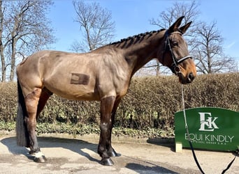 Warmblood eslovaco, Caballo castrado, 7 años, 170 cm, Castaño rojizo