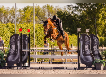 Warmblood eslovaco, Caballo castrado, 7 años, 172 cm, Alazán-tostado