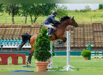 Warmblood eslovaco, Caballo castrado, 8 años, 162 cm