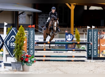 Warmblood eslovaco, Caballo castrado, 8 años, 170 cm, Castaño
