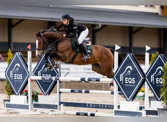 Warmblood eslovaco, Caballo castrado, 8 años, 170 cm, Castaño