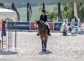 Warmblood eslovaco, Caballo castrado, 8 años, 170 cm, Castaño