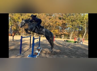 Warmblood eslovaco, Caballo castrado, 8 años, 170 cm, Tordo