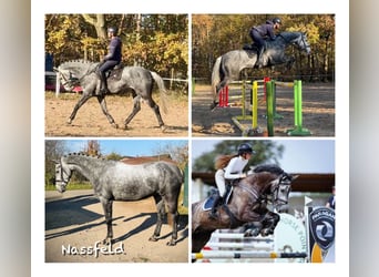 Warmblood eslovaco, Caballo castrado, 8 años, 170 cm, Tordo