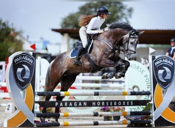 Warmblood eslovaco, Caballo castrado, 8 años, 170 cm, Tordo