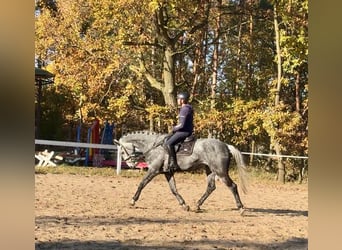 Warmblood eslovaco, Caballo castrado, 8 años, 170 cm, Tordo