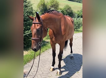 Warmblood eslovaco, Caballo castrado, 8 años, 172 cm, Castaño