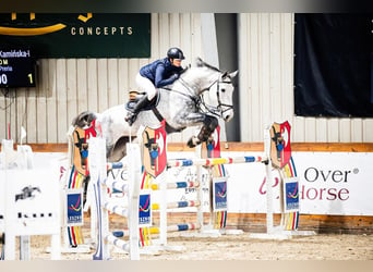 Warmblood eslovaco, Caballo castrado, 8 años, 177 cm, Tordo