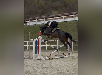 Warmblood eslovaco, Caballo castrado, 8 años, 180 cm, Castaño oscuro