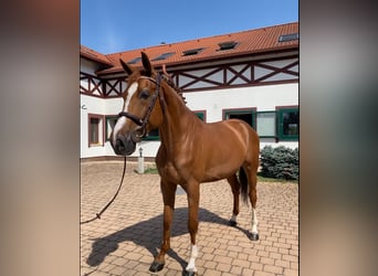 Warmblood eslovaco, Caballo castrado, 9 años, 168 cm, Alazán-tostado