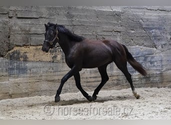 Warmblood eslovaco, Semental, 2 años, 157 cm, Negro