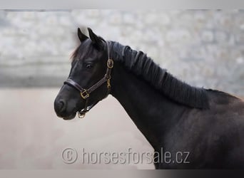 Warmblood eslovaco, Semental, 2 años, 157 cm, Negro