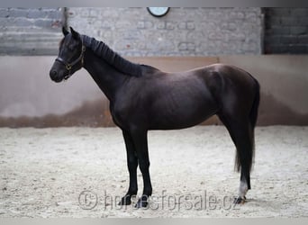 Warmblood eslovaco, Semental, 2 años, 157 cm, Negro