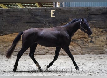 Warmblood eslovaco, Semental, 2 años, 157 cm, Negro