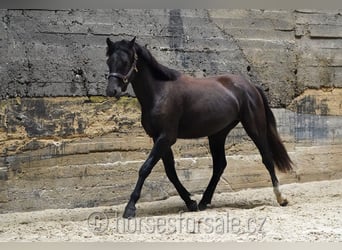 Warmblood eslovaco, Semental, 2 años, 157 cm, Negro