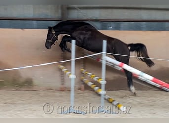 Warmblood eslovaco, Semental, 2 años, 157 cm, Negro