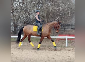 Warmblood eslovaco, Yegua, 10 años, 172 cm, Castaño
