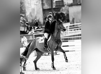 Warmblood eslovaco, Yegua, 10 años, Castaño