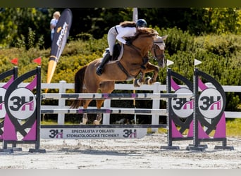 Warmblood eslovaco, Yegua, 11 años, 169 cm, Alazán