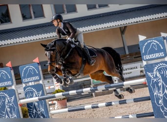 Warmblood eslovaco, Yegua, 12 años, 167 cm, Castaño