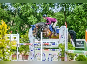 Warmblood eslovaco, Yegua, 12 años, 167 cm, Castaño