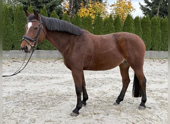 Warmblood eslovaco, Yegua, 12 años, 168 cm, Castaño