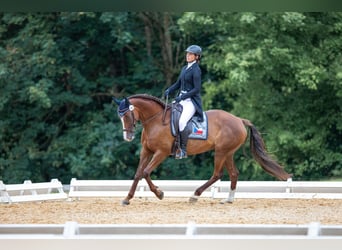 Warmblood eslovaco, Yegua, 12 años, 169 cm, Alazán-tostado
