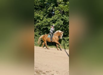 Warmblood eslovaco, Yegua, 13 años, 175 cm, Palomino