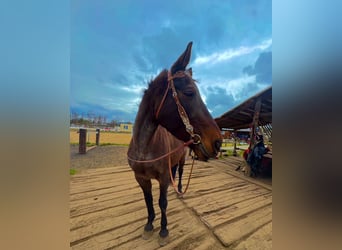 Warmblood eslovaco, Yegua, 18 años, 167 cm, Castaño oscuro