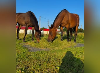 Warmblood eslovaco, Yegua, 18 años, 167 cm, Castaño oscuro