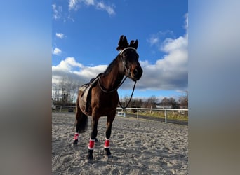 Warmblood eslovaco, Yegua, 18 años, 167 cm, Castaño oscuro