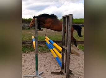 Warmblood eslovaco, Yegua, 2 años, 153 cm, Castaño rojizo