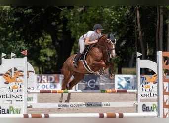 Warmblood eslovaco, Yegua, 4 años, 164 cm, Alazán-tostado