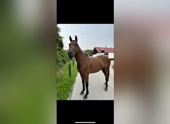 Warmblood eslovaco, Yegua, 4 años
