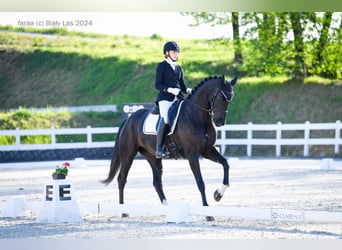 Warmblood eslovaco, Yegua, 5 años, 170 cm, Negro