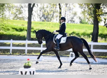 Warmblood eslovaco, Yegua, 5 años, 170 cm, Negro